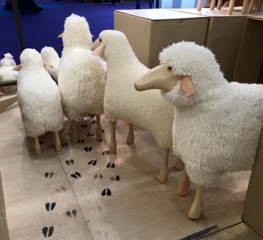 Meier Schafe in Gruppe von hinten