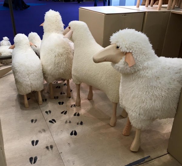 Meier Schafe in einer Gruppe