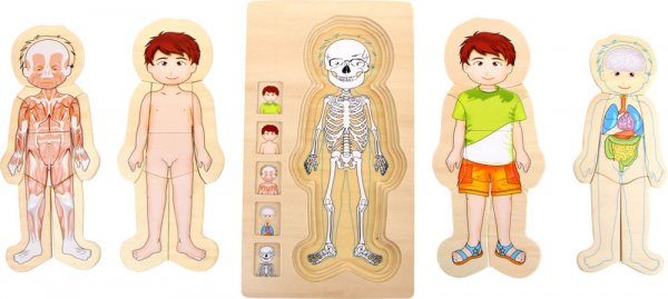 Small Foot Company Schichtenpuzzle Anatomie Junge